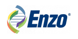Enzo.png